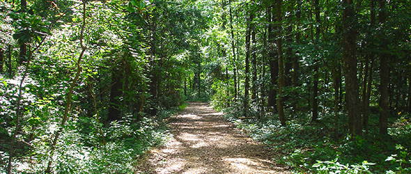 The lake area at A.J. Henry Park